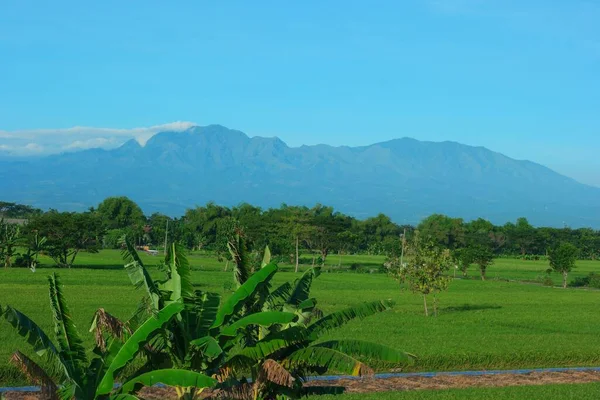 Paysage Champ Arbres Verts Sous Ciel Bleu Avec Une Montagne — Photo