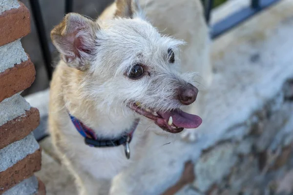 Cão Branco Adorável Bonito Com Língua Para Fora — Fotografia de Stock