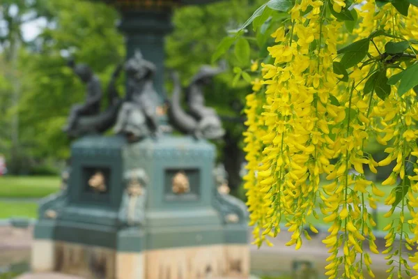 Una Toma Selectiva Yellow Laburnum Anagyroides Jardín Público Halifax Soleado —  Fotos de Stock