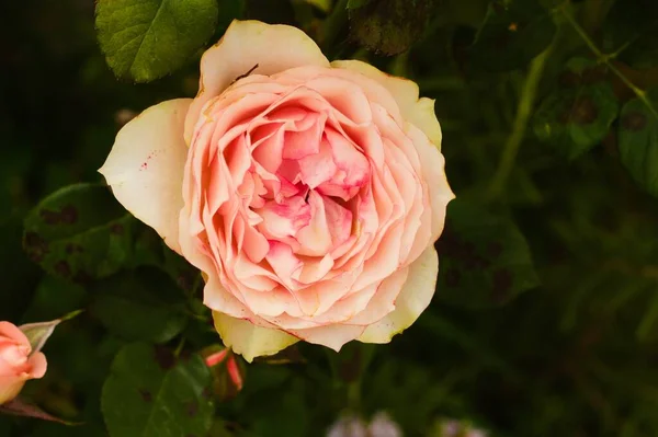 花园里的一朵粉红玫瑰花的特写镜头 — 图库照片