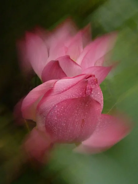 Tiro Vertical Flores Lótus Rosa Florescendo Vegetação — Fotografia de Stock