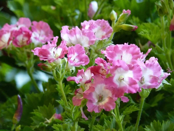 緑にピンクのゼラニウムの花が咲くのクローズアップショット — ストック写真