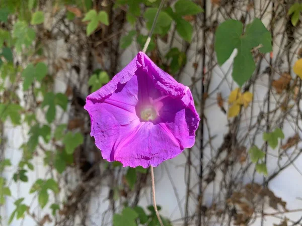 Tiro Raso Vertical Close Foco Uma Flor Roxa Ipomoea Parque — Fotografia de Stock