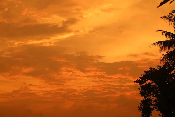 树木的轮廓和金色落日的天空 — 图库照片