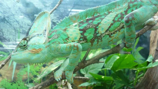 Zbliżenie Ujęcie Pięknego Zielonego Kameleona — Zdjęcie stockowe