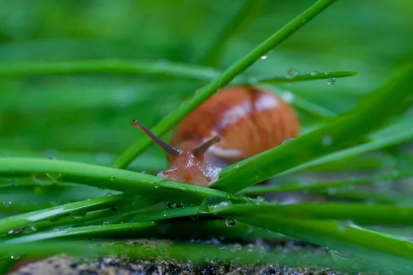 Крупним Планом Крихітний Коричневий Равлик Траві — стокове фото