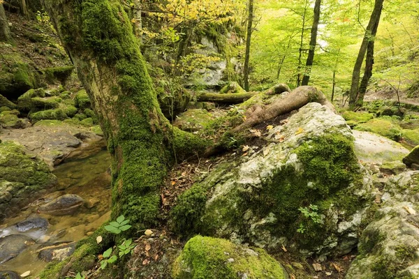 Słoneczny Krajobraz Leśnego Krajobrazu Mnóstwem Zielonych Liści Drzew — Zdjęcie stockowe