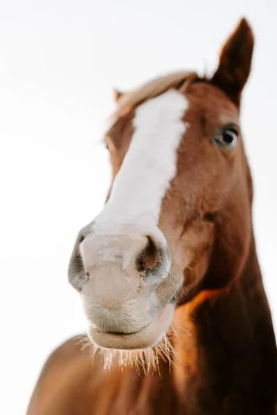 😆 Já viu um cavalo sorrindo?! - Agropecuária Querência