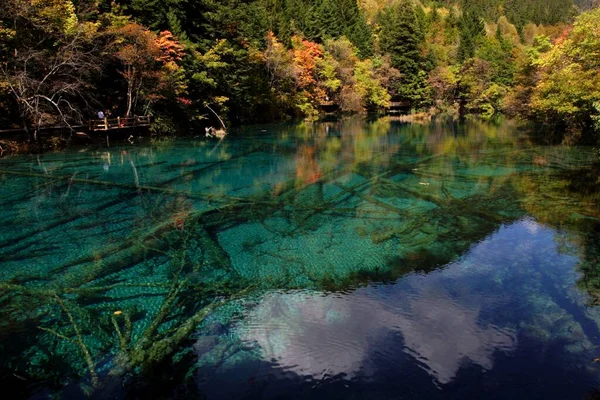 中国四川省九寨沟国家公园 一个清澈清澈的湖景 枝头环抱 绿树成荫 — 图库照片