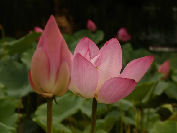 Closeup Shot Blooming Pink Lotus Flowers Greenery — Stock Photo, Image