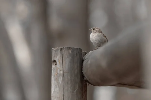 Tahta Bir Çitte Oturan Bir Kuşun Gri Ölçekli Görüntüsü — Stok fotoğraf