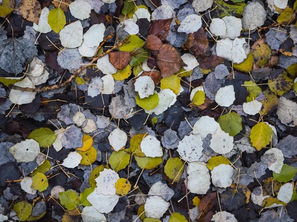 Накладний Знімок Різнокольорового Сухого Листя Землі — стокове фото