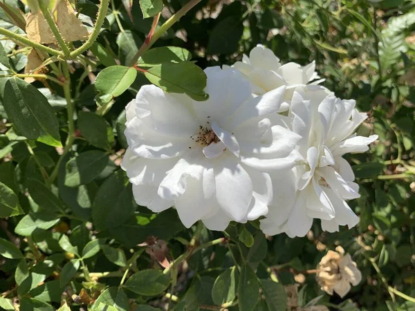 Primer Plano Una Flor Blanca Swany Rose Parque Bajo Luz — Foto de Stock