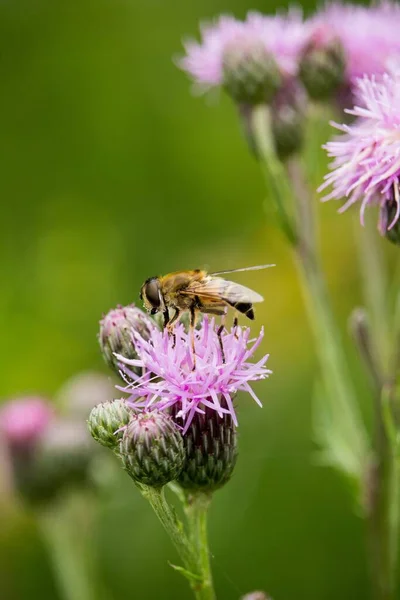 Eine Vertikale Aufnahme Einer Biene Auf Einem Feld Sonnenlicht Mit — Stockfoto