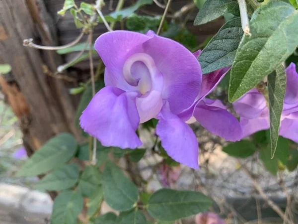 Primer Plano Vertical Enfoque Superficial Una Flor Púrpura Caracalla Parque — Foto de Stock