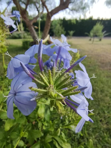 Прекрасно Розквітлі Фіолетові Квіти Сандаго — стокове фото