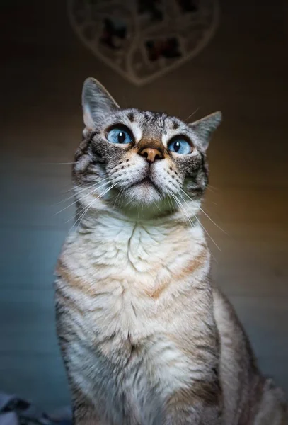 Krásná Rozkošná Kočka Modrýma Velkýma Očima — Stock fotografie