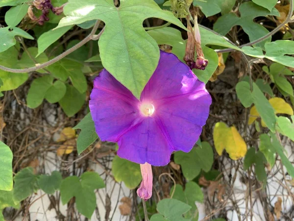 Tiro Raso Vertical Close Foco Uma Flor Roxa Ipomoea Parque — Fotografia de Stock