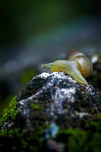 Bir Taş Üzerinde Dinlenen Küçük Yeşil Bir Salyangozun Dikey Odak — Stok fotoğraf