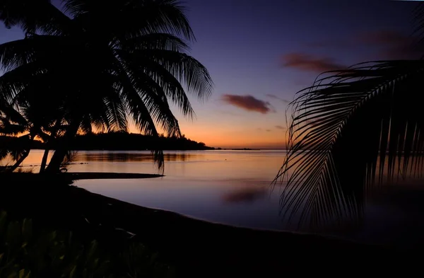 Okouzlující Záběr Mořský Plášť Palmou Popředí Při Západu Slunce — Stock fotografie