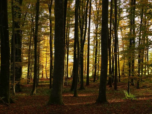 Una Hermosa Foto Bosque Otoñal Con Muchos Árboles — Foto de Stock