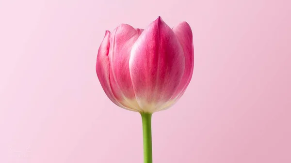 ピンクの背景に美しいピンクのチューリップの花のクローズアップ — ストック写真