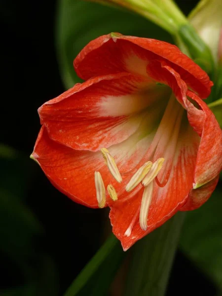 Primer Plano Una Hermosa Amarilis Holandesa Bajo Luz Del Sol — Foto de Stock