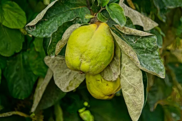 Las Frutas Frescas Membrillo Colgando Árbol —  Fotos de Stock