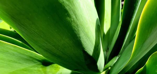 Primer Plano Una Planta Agave Jardín —  Fotos de Stock