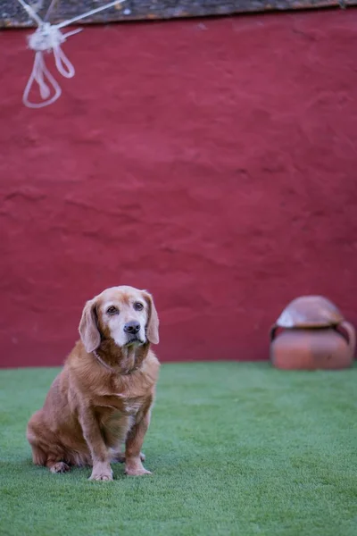 Усыновленный Золотистый Ретривер Который Уличной Собакой Тихо Сидящей Зеленой Траве — стоковое фото