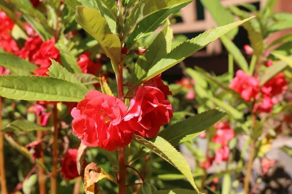 Gros Plan Fleurs Ambulatoires Dans Jardin — Photo