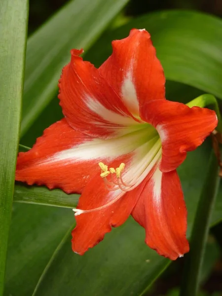 Güneş Işığı Altında Güzel Bir Hollandalı Amaryllis Yakın Çekimi — Stok fotoğraf