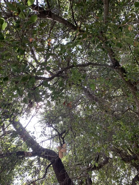 Eine Vertikale Flache Aufnahme Grüner Bäume Einem Park — Stockfoto