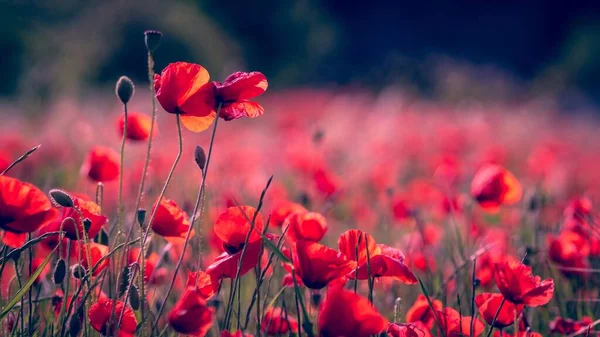 Tiro Seletivo Foco Das Flores Vermelhas Papoula Campo — Fotografia de Stock