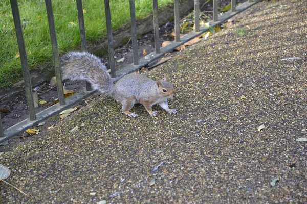 Ein Hochwinkelschuss Eines Eichhörnchens Das Durch Den Zaun Einem Garten — Stockfoto