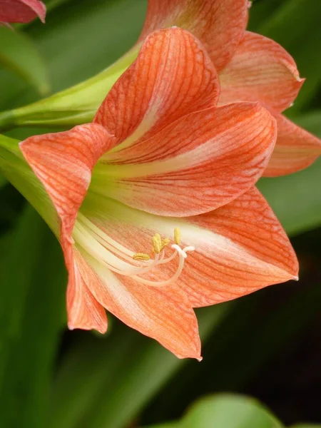 Closeup Shot Beautiful Dutch Amaryllis Sunlight — Stock Photo, Image