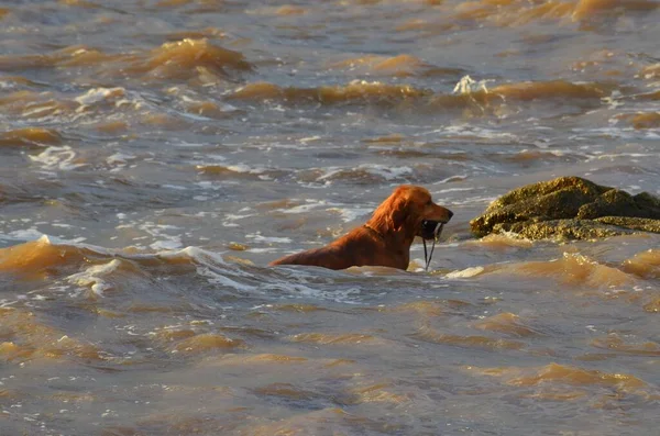 Hund Havet Fångad Solig Dag — Stockfoto