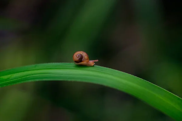 Belo Tiro Foco Seletivo Caracol Marrom Minúsculo Uma Lâmina Grama — Fotografia de Stock