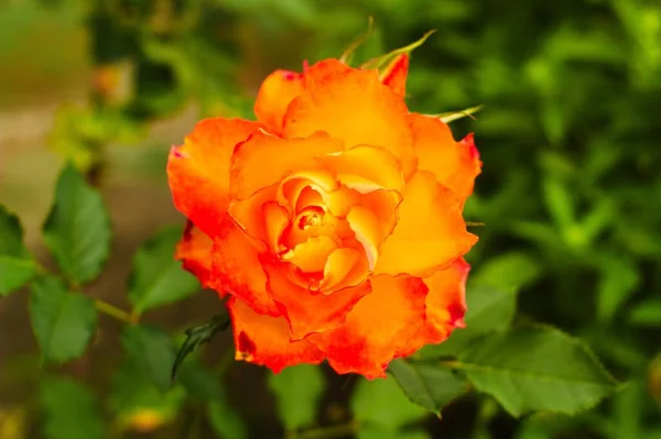 Zbliżenie Ujęcie Pięknej Pomarańczowej Róży — Zdjęcie stockowe