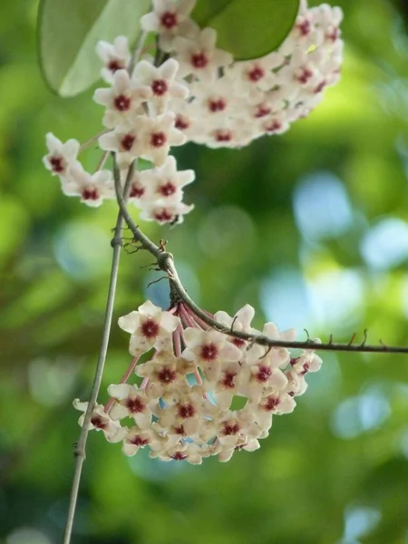 Vertikal Bild Blommande Hoya Blommor Med Grönska Bakgrunden — Stockfoto