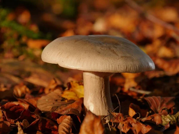 Närbild Russula Integra Marken Med Massor Fallna Blad — Stockfoto