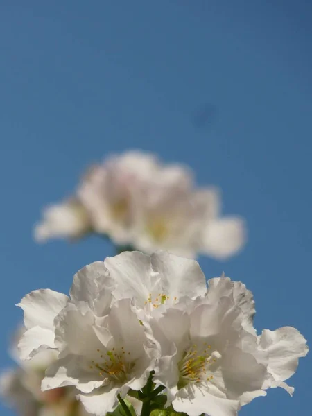 Tiro Foco Seletivo Vertical Flores Cerejeira Com Fundo Azul Embaçado — Fotografia de Stock