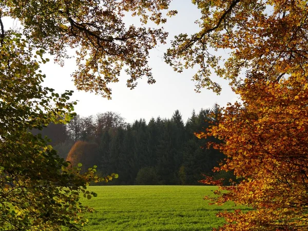 Schöne Aufnahme Eines Herbstwaldes Einem Sonnigen Tag — Stockfoto