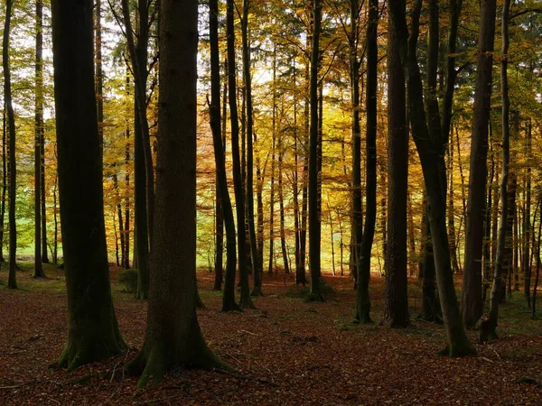 Une Belle Photo Une Forêt Automnale Avec Beaucoup Arbres — Photo