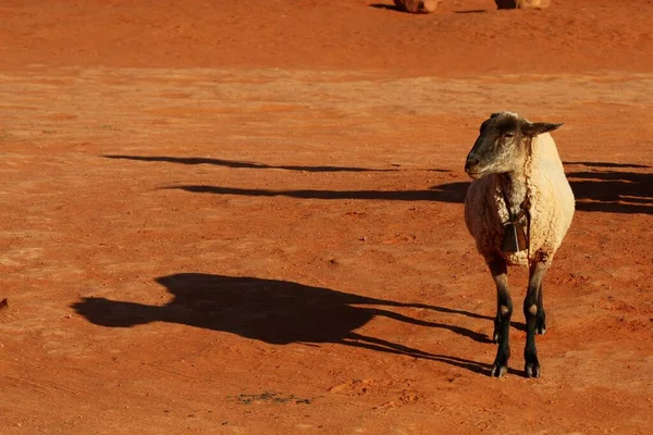 オレンジ色の砂漠の白い羊のクローズアップ — ストック写真