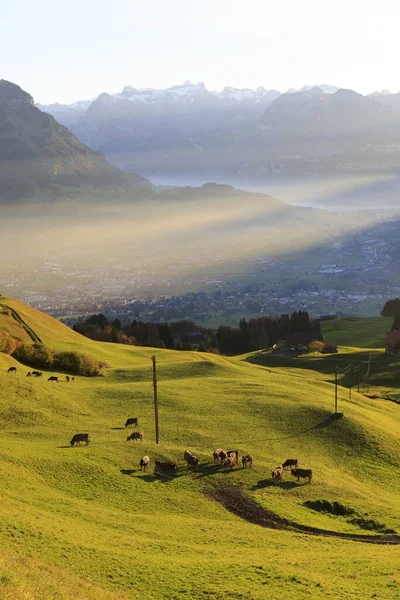 Tiro Aéreo Uma Paisagem Montanhosa Com Vacas Encosta Montanha — Fotografia de Stock