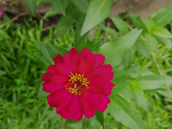 Eine Nahaufnahme Einer Lila Zinnia Elegans Blume — Stockfoto