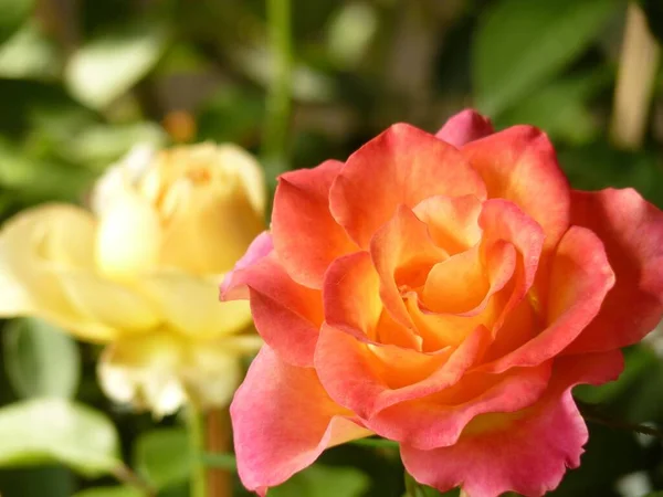 Primer Plano Las Rosas Rosadas Blancas Una Lado Otra — Foto de Stock