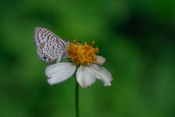 羊飼いの針の花に包まれた閉じた翼を持つカシウスブルーの蝶の選択的な焦点側のビュー — ストック写真