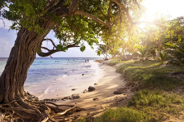 法国玛丽 加兰特岛海岸线附近一棵大树的美丽照片 — 图库照片